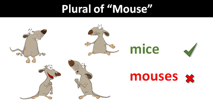 mouse plural form